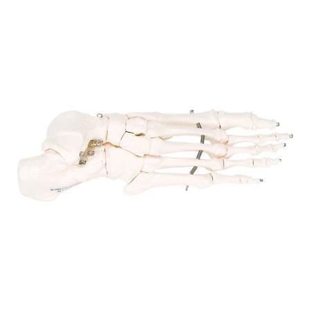 Fabrication Enterprises 3B Anatomical Model - Loose Bones, Foot Skeleton, Right 12-4584R